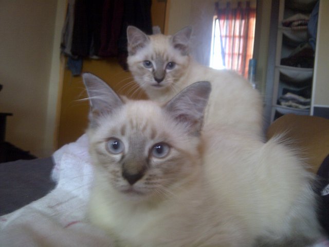 Boxer - Birman + Persian Cat