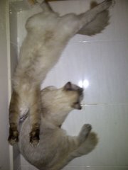 Boxer - Birman + Persian Cat