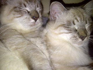 Boxer - Birman + Persian Cat