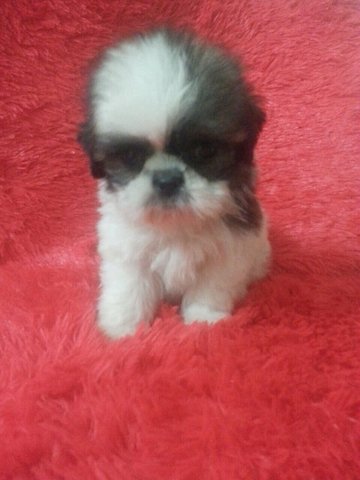 Mini Shih Tzu - Shih Tzu Dog