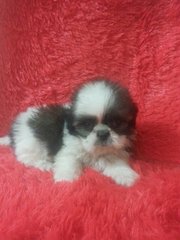 Mini Shih Tzu - Shih Tzu Dog