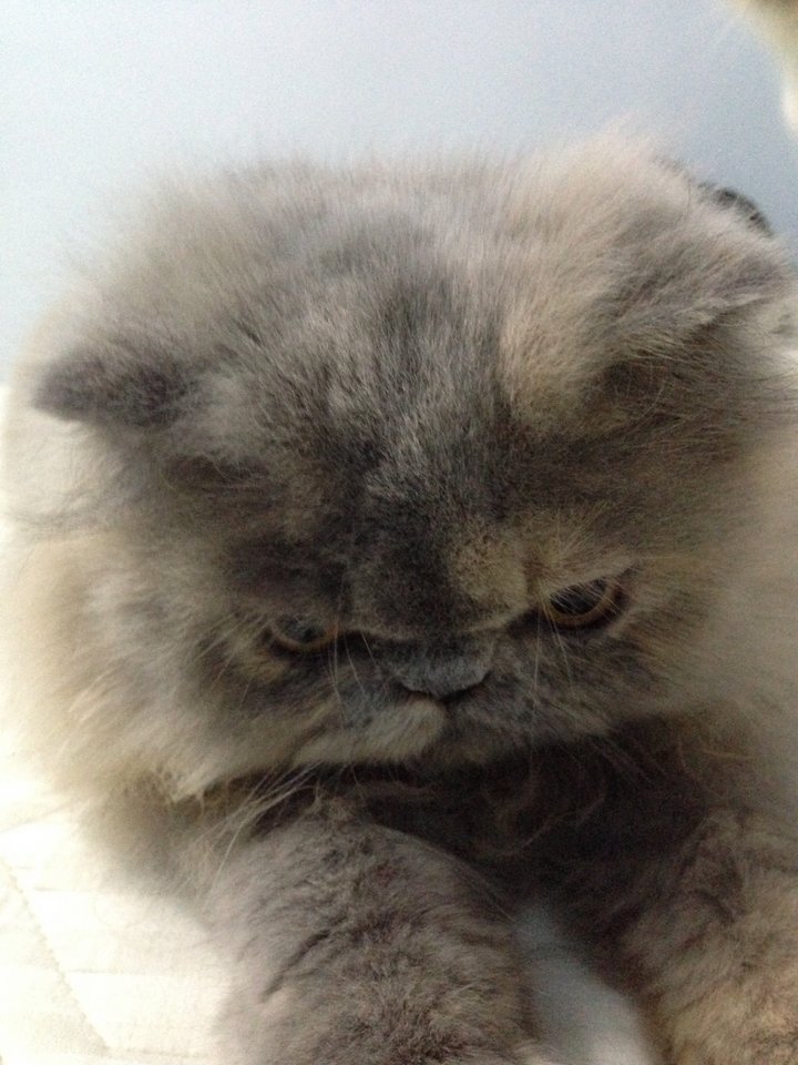 Persian Cat Lost - 9 Years 6 Months, Fluffy from Kuala Lumpur, Wilayah ...