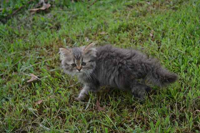 Bibi &amp; Bubu - Persian Cat