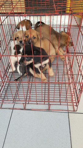 3 Puppies - Mixed Breed Dog