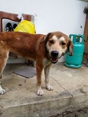 Alfred (Adopted) - Mixed Breed Dog