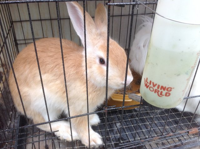 Angora Sweet Babies - American Rabbit