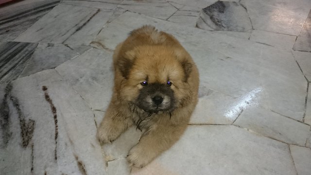 Chow Chow  - Chow Chow Dog