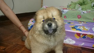 Chow Chow  - Chow Chow Dog