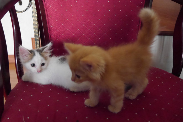 Kittens Mix - Domestic Medium Hair + Persian Cat