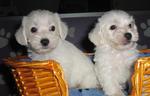 PF6569 - West Highland White Terrier Westie + Poodle Dog