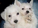 PF6569 - West Highland White Terrier Westie + Poodle Dog