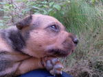 The head of the puppies which looks very innocent if you look from the front.