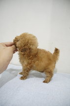 Super Cute Teacup Size Poodle - Poodle Dog