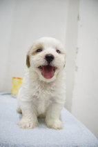 The Happy Boy Mini Poodle - Poodle Dog