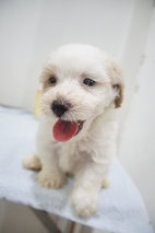 The Happy Boy Mini Poodle - Poodle Dog