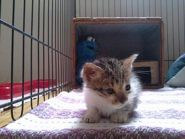 3 Tiny Siblings - Domestic Medium Hair Cat