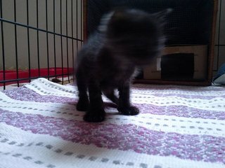 Black. very cute. but very difficult to take photo.