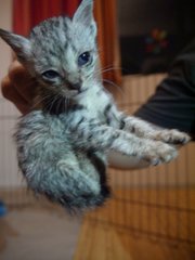 3 Tiny Siblings - Domestic Medium Hair Cat