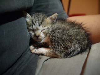 3 Tiny Siblings - Domestic Medium Hair Cat