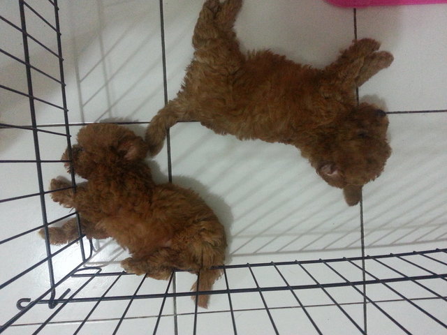 Long Leg Poodle  - Poodle Dog