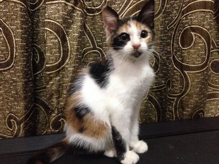 Baby - Calico + Domestic Medium Hair Cat