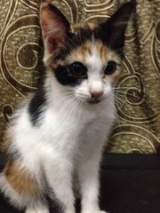 Baby - Calico + Domestic Medium Hair Cat