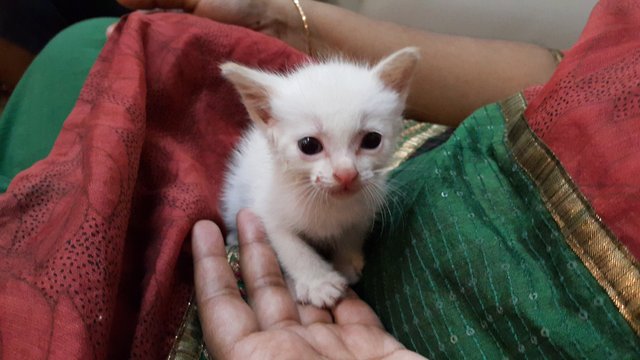 Pikin Cat - Domestic Short Hair Cat