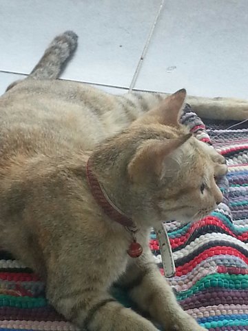 Fluffy And Ginger - Abyssinian Cat