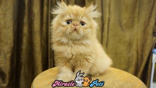 Pure Highnose Flat Face Persian Cat - Persian Cat