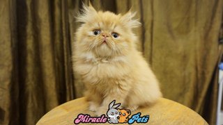 Pure Highnose Flat Face Persian Cat - Persian Cat