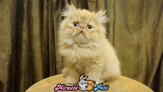 Pure Highnose Flat Face Persian Cat - Persian Cat