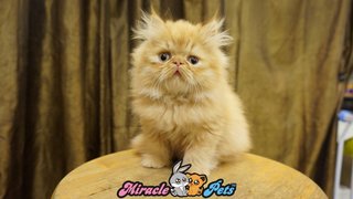 Pure Highnose Flat Face Persian Cat - Persian Cat