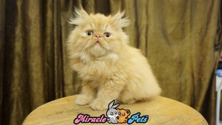 Pure Highnose Flat Face Persian Cat - Persian Cat