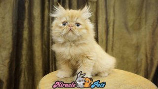 Pure Highnose Flat Face Persian Cat - Persian Cat