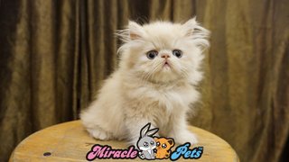 Pure Highnose Flat Face Persian  - Persian Cat