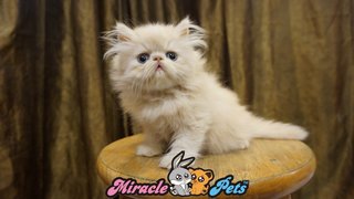 Pure Highnose Flat Face Persian  - Persian Cat