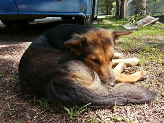 Rusty - German Shepherd Dog Mix Dog