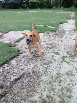 Shy - Mixed Breed Dog