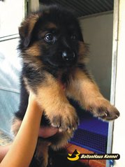 Excellent German Shepherd Puppies - German Shepherd Dog Dog