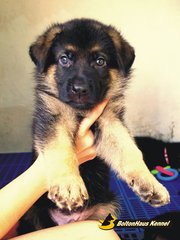 Excellent German Shepherd Puppies - German Shepherd Dog Dog