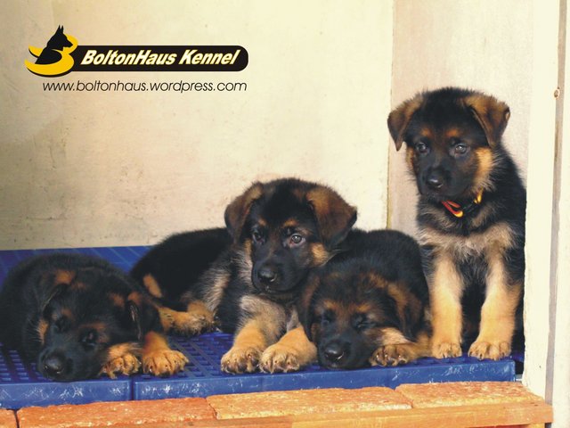 Excellent German Shepherd Puppies - German Shepherd Dog Dog