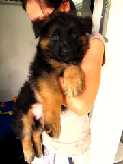 Excellent German Shepherd Puppies - German Shepherd Dog Dog