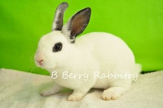 Mini Rex - Broken Black (Light Mark - Mini Rex Rabbit