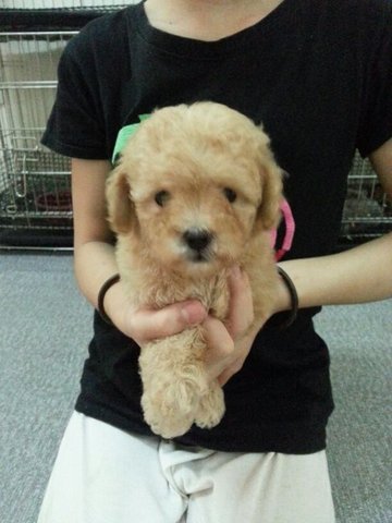 Toy Poodle Red, Black, Brown, Cream - Poodle Dog