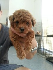 Toy Poodle Red, Black, Brown, Cream - Poodle Dog