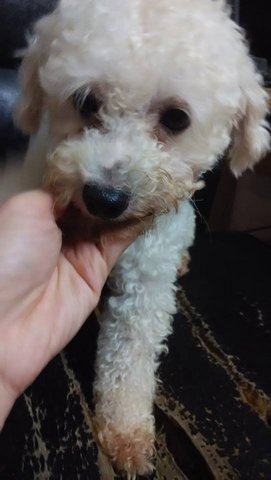 Poodle Dog For Adoption - 7 Years 8 Months, Cute White Poodle Mix from Kepong, Kuala