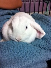 Snowbelle - Holland Lop Rabbit