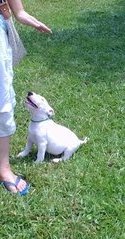 Mka Registered Mini Bull Terrier - Bull Terrier Dog