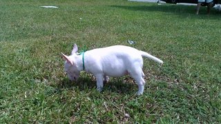 Mka Registered Mini Bull Terrier - Bull Terrier Dog