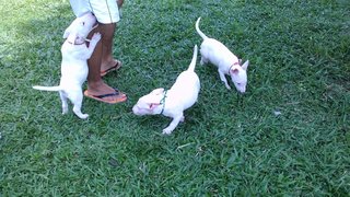 Mka Registered Mini Bull Terrier - Bull Terrier Dog